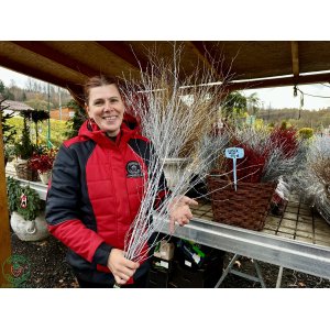 Vianočné brezové kytičky (Betula alba) - výška 80-120 cm – STRIEBORNÉ